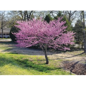 Judášovec strukový (Cercis Siliquastrum) - výška 20-40 cm, kont. C2L (-18°C)