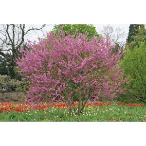 Judášovec strukový (Cercis Siliquastrum) - výška 120-160 cm, kont. C45L (-18°C)