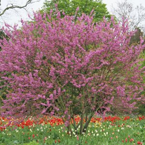 Judášovec strukový (Cercis Siliquastrum) výška 120-160 cm, kont. C45L (-18°C)