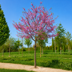 Judášovec strukový (Cercis Siliquastrum) výška- 300-340 cm, obvod kmeňa 8/10 cm, kont C45L (-18°C) - NA KMIENKU