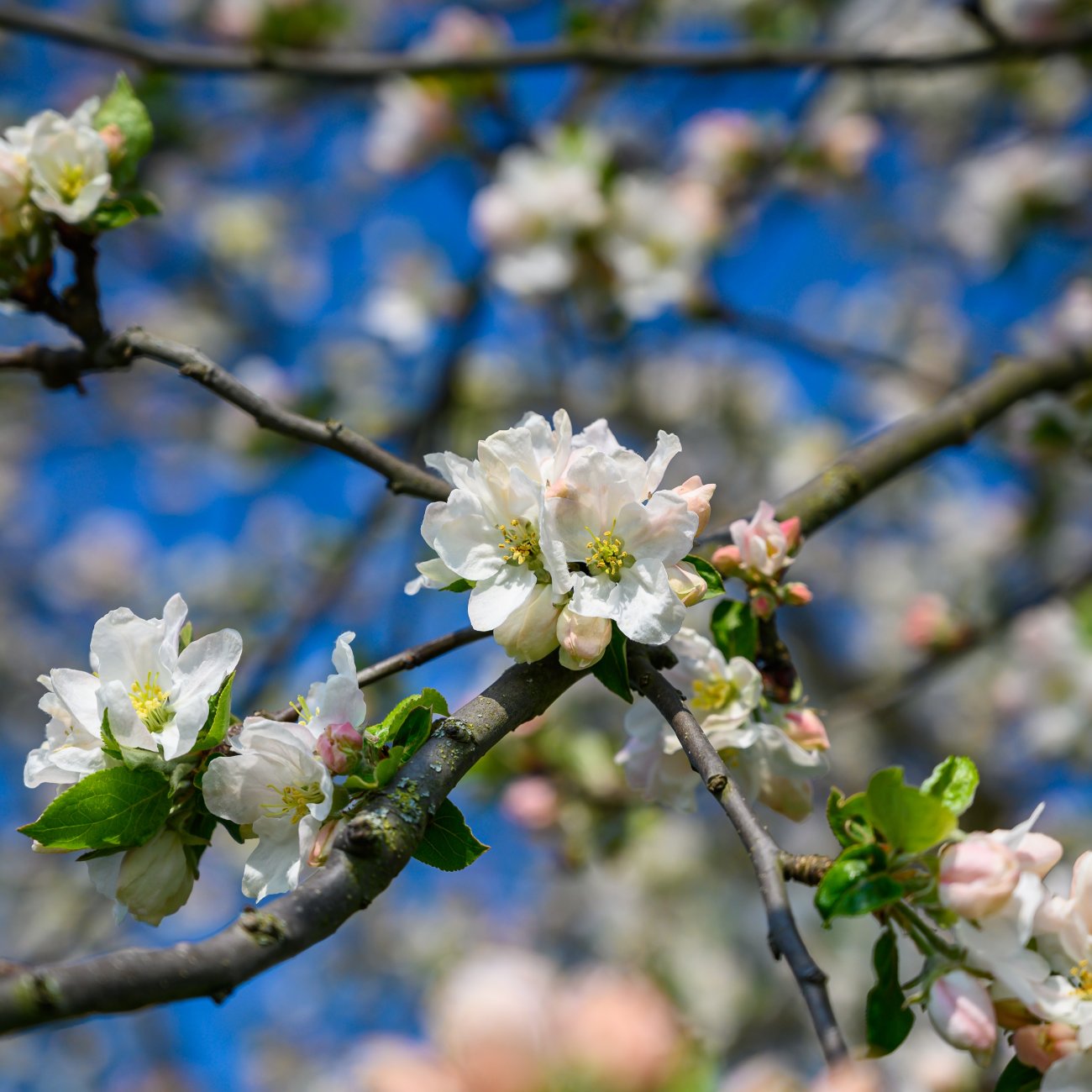 Obrázok Čerešňa vtáčia (Prunus avium) ´JUSTYNA´ - neskorá, výška 150-180 cm, kont. C5L