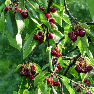 Čerešňa vtáčia (Prunus avium) ‘REGINA’ - neskorá, výška 150-180 cm, kont. C5L