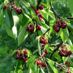 Čerešňa vtáčia (Prunus avium) ‘REGINA’ - neskorá, výška 150-180 cm, kont. C5L