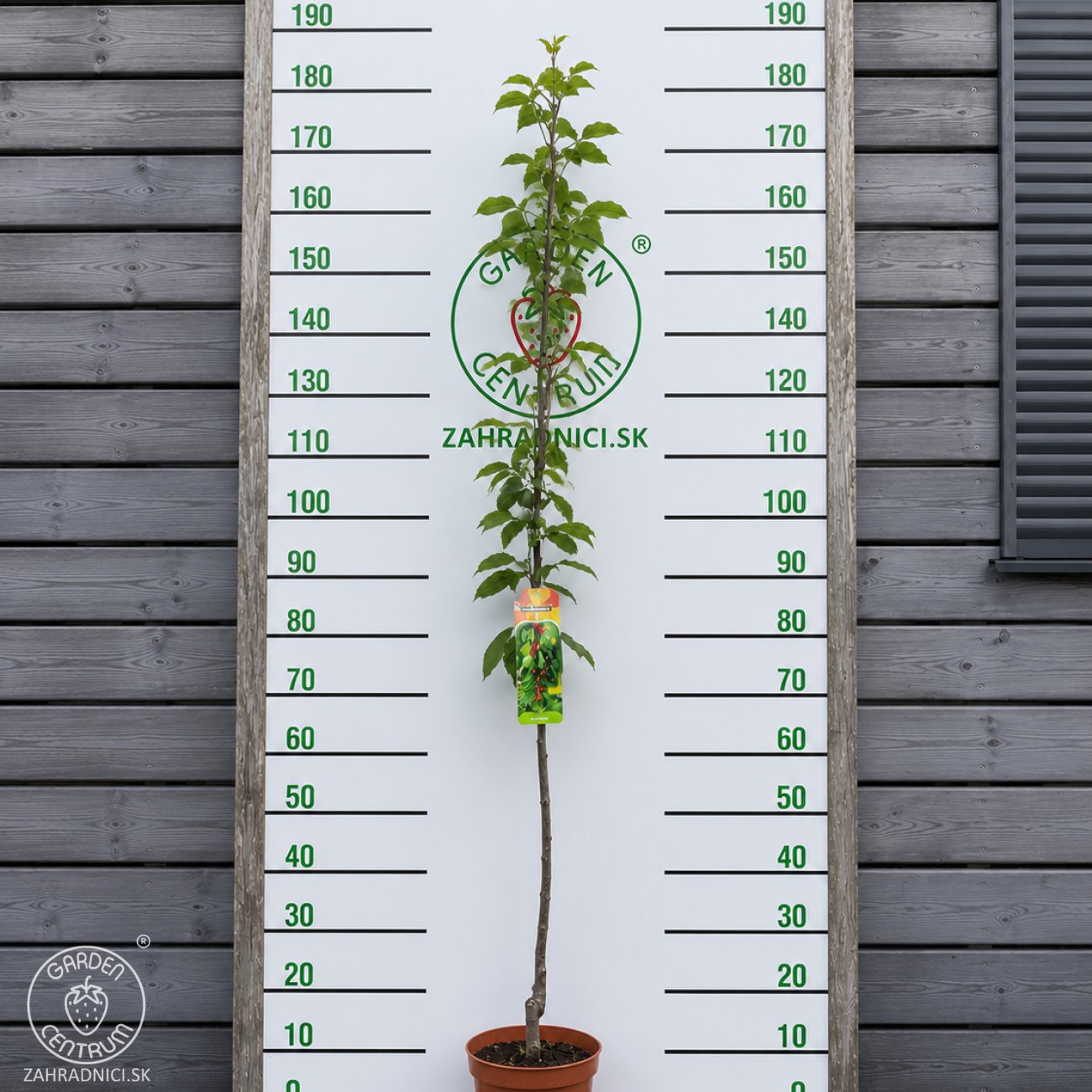 Obrázok Čerešňa vtáčia (Prunus avium) ´JUSTYNA´ - neskorá, výška 150-180 cm, kont. C5L