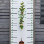Čerešňa vtáčia (Prunus avium) ´JUSTYNA´ - neskorá, výška 150-180 cm, kont. C5L