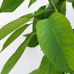 Čerešňa vtáčia (Prunus avium) ´RIVAN´ - skorá, výška 150-180 cm, kont. C5L