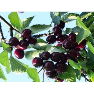 Čerešňa vtáčia (Prunus avium) ´LAPINS´ - stredne skorá, výška 300-350 cm, obvod kmeňa 18/20 cm, kont. C130L