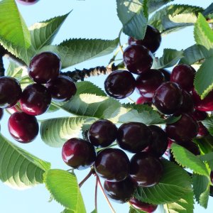 Čerešňa vtáčia (Prunus avium) ´STARKING HARDY GIANT´ - stredne skorá, výška: 200-250 cm, obvod kmeňa: 20/25 cm, kont. C60L