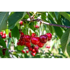 Čerešňa vtáčia (Prunus avium) ´BURLAT´ - skorá, výška: 170-200 cm, obvod kmeňa: 6/8 cm, kont. C10L/C9L