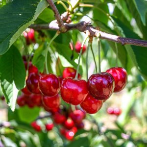 Čerešňa vtáčia (Prunus avium) ´BURLAT´ - skorá, výška: 170-200 cm, obvod kmeňa: 6/8 cm, kont. C10L