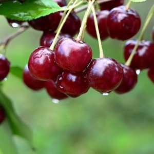 Čerešňa vtáčia (Prunus avium) ´BURLAT´ - skorá, výška: 130-160 cm, voľnokorenná 