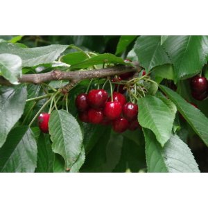 Čerešňa vtáčia (Prunus avium) ´REVERCHON´ stredne skorá, výška: 200-250 cm, obvod: 6/8 cm, kont. C10L