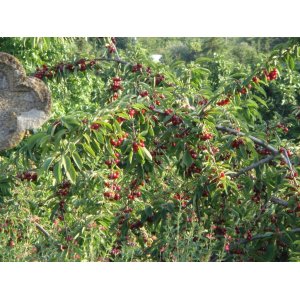 Mini višňa - čerešňa višňová (Prunus cerasus x fruticosa) 'CARMINE JEWEL' - výška 40-60 cm, kont. C3L/C2L - KRÍKOVÁ