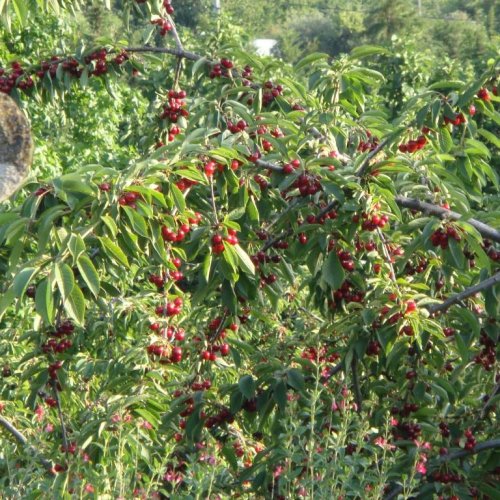 Višňa - čerešňa višňová (Prunus cerasus x fruticosa) 'CARMINE JEWEL' - výška 70-100 cm, kont. C4L - NA KMIENKU