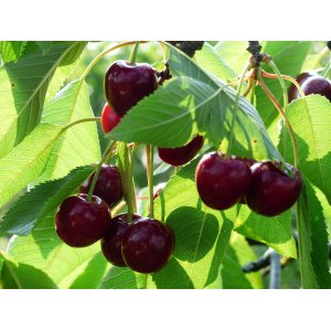 Čerešňa vtáčia (Prunus avium) ´KARINA´ - neskorá, výška 150-180 cm, voľnokorenná