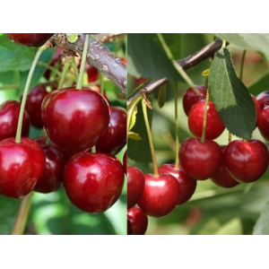 Čerešňa-višňa DUO 2in1 (Prunus avium x cerasus) ´TAMARA´ + ´DEBRECINI BOTERMO´ - výška 90-110 cm, voľnokorenná 
