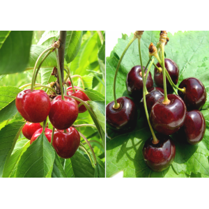 Čerešňa DUO 2in1 (Prunus avium) ´CARMEN´ + ´KORDIA´ - výška 130-150 cm, kont. C10L - kvetináčová - ŠPALIÉR