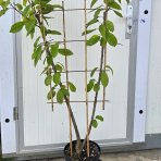 Čerešňa DUO 2in1 (Prunus avium) ´CARMEN´ + ´KORDIA´ - výška 130-150 cm, kont. C10L - kvetináčová - ŠPALIÉR
