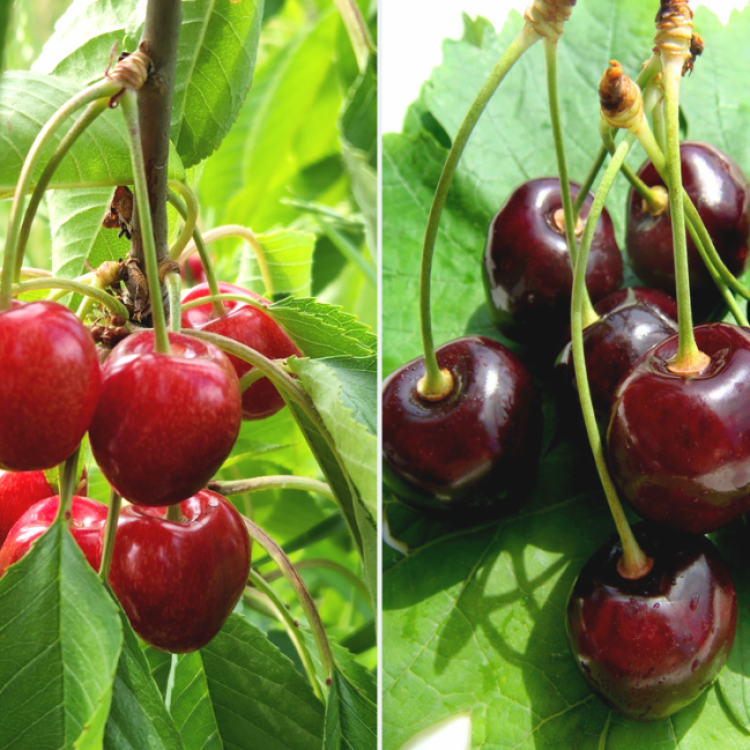 Čerešňa DUO 2in1 (Prunus avium) ´CARMEN´ + ´KORDIA´ - výška 130-150 cm, kont. C10L - kvetináčová - ŠPALIÉR