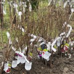 Mini čerešňa stĺpovitá (Prunus Avium) ´GARDEN BING´ výška - 60-90 cm, voľnokorenná