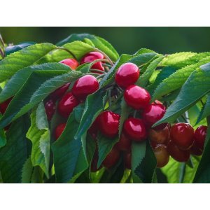 Čerešňa vtáčia (Prunus avium) ´HEDELFINGER´ - neskorá, výška 200-250 cm, obvod kmeňa 8-10 cm, kont C10L 