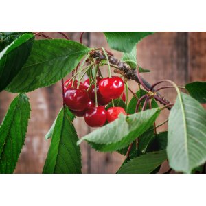 Čerešňa vtáčia (Prunus avium) ´HEDELFINGER´ - neskorá, výška 150-200 cm, voľnokorenná
