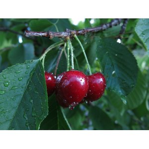 Čerešňa vtáčia (Prunus avium) ´KORDIA´ neskorá, výška: 150-180 cm, kont. C10L