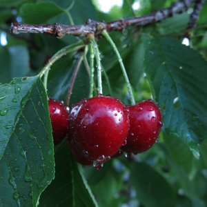 Čerešňa vtáčia (Prunus avium) ´KORDIA´ neskorá, výška: 150-180 cm, kont. C10L