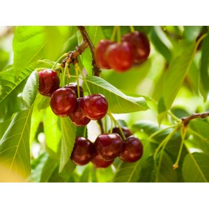 Čerešňa vtáčia (Prunus avium) ´LAPINS´ - neskorá, výška 150-170 cm, obvod kmeňa 4/6 cm, kont. C6L 