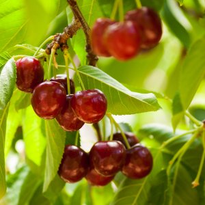 Čerešňa vtáčia (Prunus avium) ´LAPINS´ - neskorá, výška: 150-170 cm, obvod kmeňa: 4/6 cm, kont. C6L 