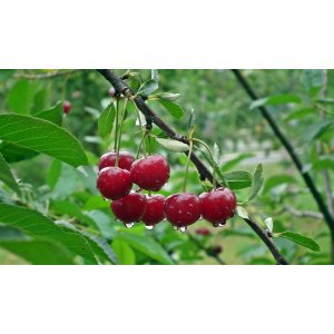 Čerešňa vtáčia (Prunus avium) ´LAPINS´ - neskorá, výška 150-180 cm, voľnokorenná