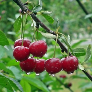 Čerešňa vtáčia (Prunus avium) ´LAPINS´ - neskorá, výška: 170-220 cm, voľnokorenná