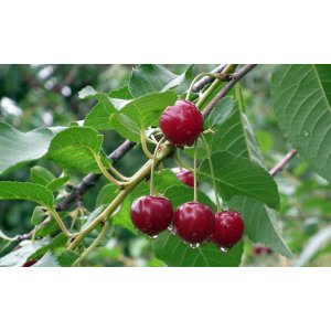 Čerešňa vtáčia (Prunus avium) ´LAPINS´ - neskorá, výška: 150-200 cm, kont. C10L