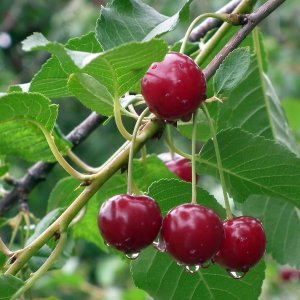 Čerešňa vtáčia (Prunus avium) ´LAPINS´ - neskorá, výška: 150-200 cm, kont. C10L