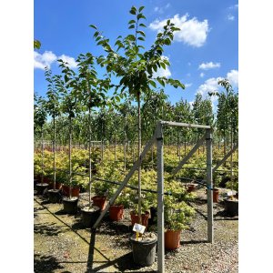 Čerešňa sargentova (Prunus sargentii) - výška 200-250 cm, obvod kmeňa: 10/12 cm, kont. C30L