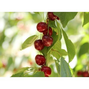 Stĺpovitá čerešňa (Prunus avium) ´QUEEN MARY´ - stredne skorá - výška 130-150 cm, kont. C3L