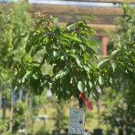 Čerešňa vtáčia (Prunus avium) ´BIGGAREAU NAPOLEON´ neskorá, výška 190-220 cm, obvod kmeňa 6/8 cm, kont. C10L