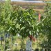 Čerešňa vtáčia (Prunus avium) ´BIGGAREAU NAPOLEON´ výška: 180-200 cm, kont. C10L