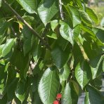 Čerešňa vtáčia (Prunus avium) ´BURLAT´ - skorá, výška: 170-200 cm, obvod kmeňa: 6/8 cm, kont. C10L/C9L