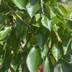 Čerešňa vtáčia (Prunus avium) ´BIGGAREAU NAPOLEON´ neskorá, výška 190-220 cm, obvod kmeňa 6/8 cm, kont. C10L