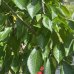 Čerešňa vtáčia (Prunus avium) ´BIGGAREAU NAPOLEON´ výška: 180-200 cm, kont. C10L