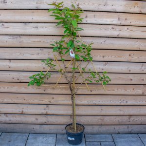 Čerešňa vtáčia (Prunus avium) ´HEDELFINGER´ neskorá, 140-160 cm, kont. C7.5L - tvarovaná stena