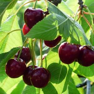 Čerešňa vtáčia (Prunus avium) ´KORDIA´ - neskorá, výška: 160-180 cm, voľnokorenná