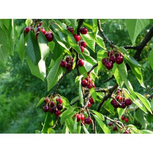 Čerešňa vtáčia (Prunus avium) ´REGINA´ - neskorá, výška 150-180 cm, voľnokorenná