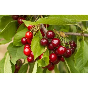Stĺpovitá čerešňa (Prunus avium) ´SILVIA´ - neskorá - výška 180-200 cm, voľnokorenná