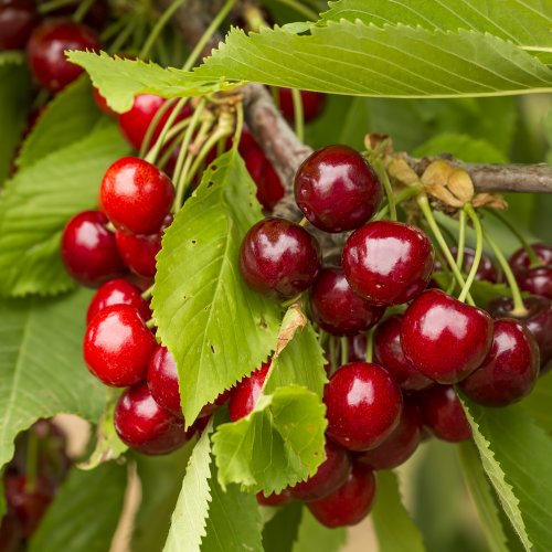 Čerešňa vtáčia (Prunus avium) ´SILVIA´ neskorá, výška: 150-200 cm, voľnokorenná