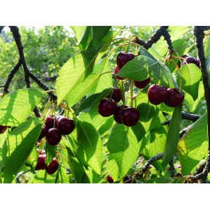 Čerešňa vtáčia (Prunus avium) ´VAN´ - stredne skorá, výška 150-180 cm, voľnokorenná