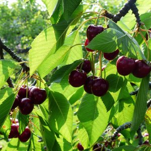 Čerešňa vtáčia (Prunus avium) ´VAN´ - stredne skorá, výška: 140-160 cm, voľnokorenná