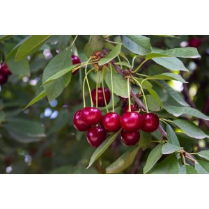 Čerešňa vtáčia (Prunus avium) ´RIVAN´ - skorá, výška 150-180 cm, voľnokorenná 