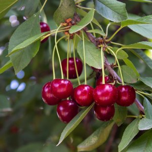 Čerešňa vtáčia (Prunus avium) ´RIVAN´ - skorá, výška: 150-200 cm, voľnokorenná 